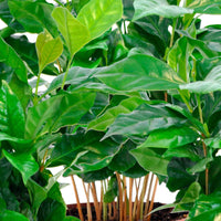 3x Kaffeepflanze Coffea 'Nana' - Kleine Zimmerpflanzen