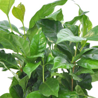 Kaffeepflanze Coffea arabica inkl. duftender Ziertopf - Kombinationen und Sets