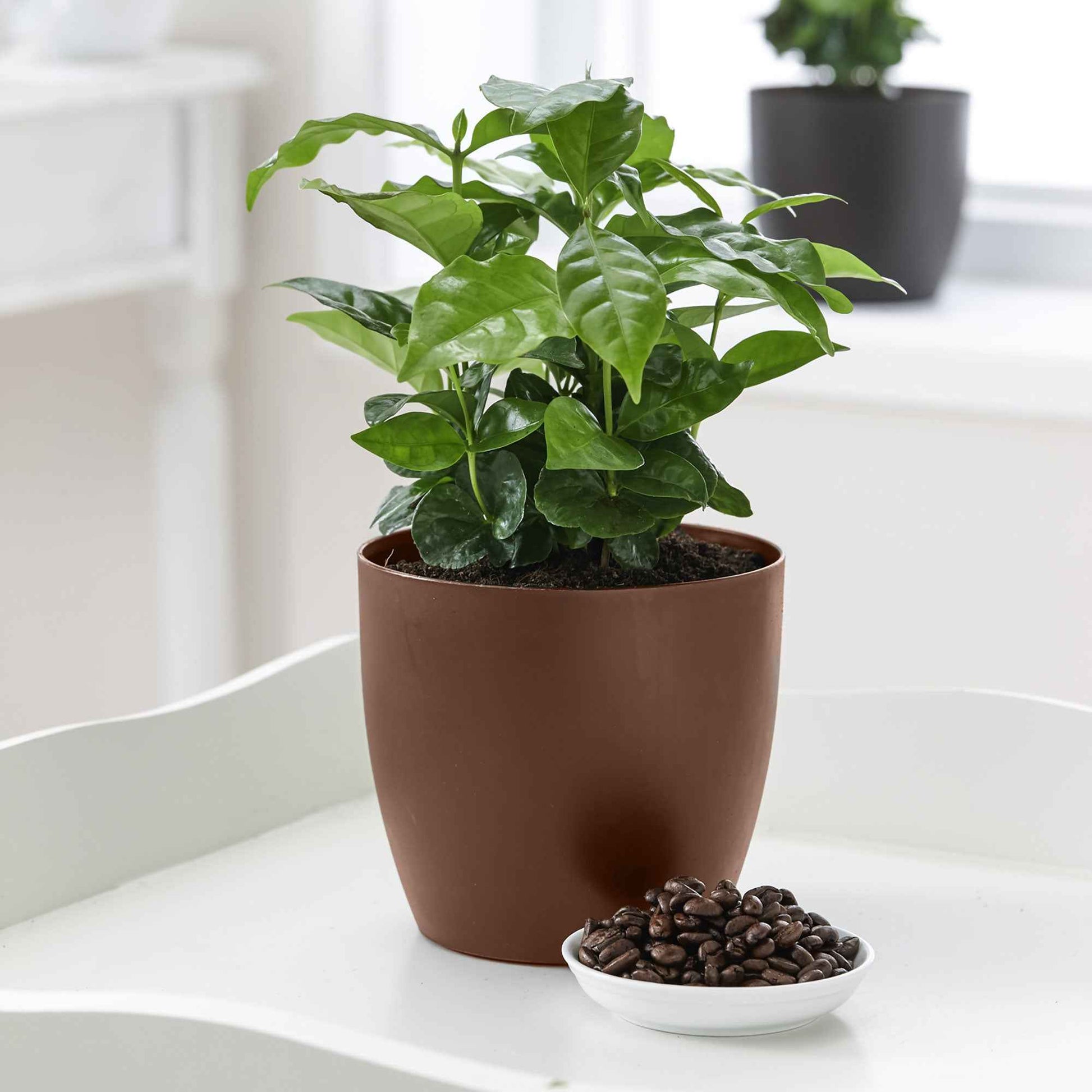Kaffeepflanze Coffea arabica inkl. duftender Ziertopf - Grüne Zimmerpflanzen