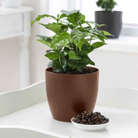 Kaffeepflanze Coffea arabica inkl. duftender Ziertopf - Kleine Zimmerpflanzen