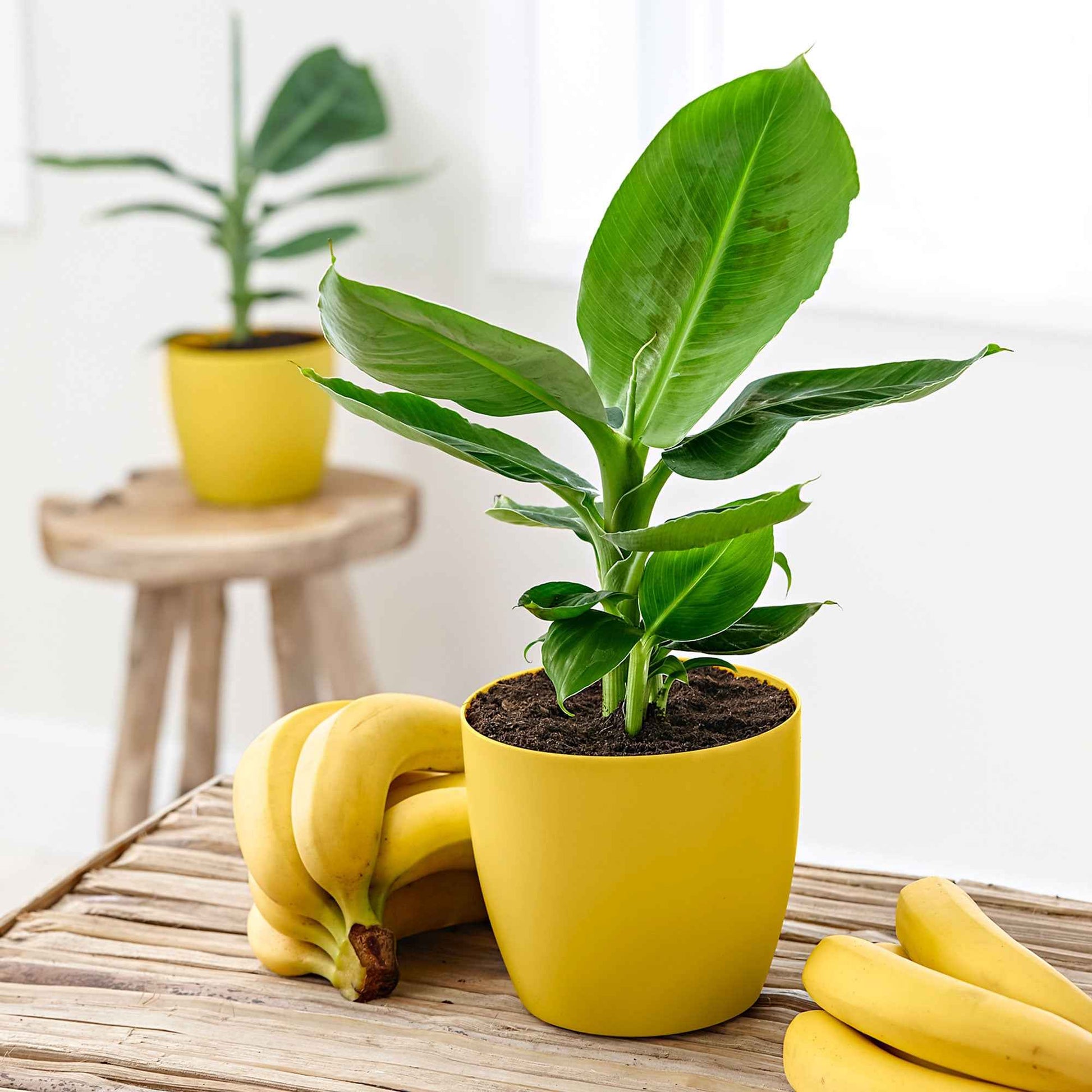 Bananenpflanze Musa 'Oriental Dwarf' inkl. duftender Ziertopf - Buntes Sortiment