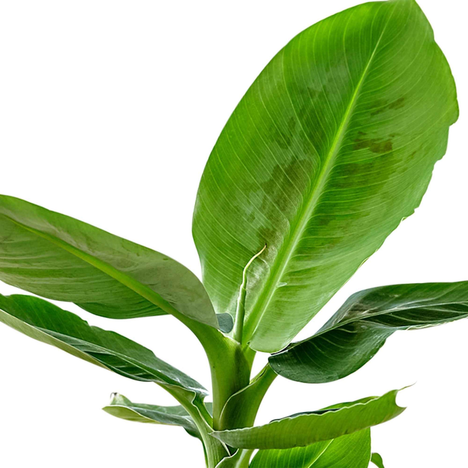 Bananenpflanze Musa 'Oriental Dwarf' inkl. duftender Ziertopf - Grüne Zimmerpflanzen