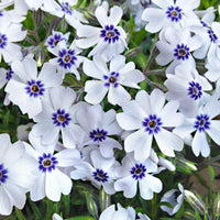 Sechserpack – Bodendecker – Flammenblume (Phlox) 'Bavaria', blau-weiß  - Winterhart - Bienen- und schmetterlingsfreundliche Pflanzen