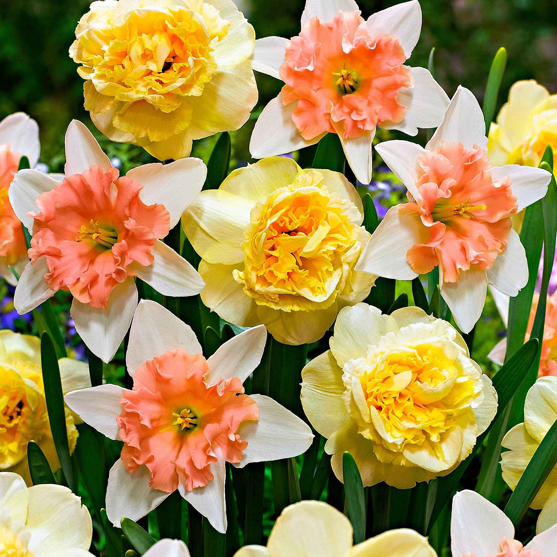 7x Narzissen Narcissus - Mischung ’Art Design’ + ’Dear Love’ gelb-rosa - Alle beliebten Blumenzwiebeln