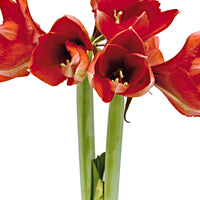 Amaryllis 'Glitterz' Gold-Rot - Alle beliebten Blumenzwiebeln