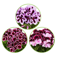 3x Französische Geranie Pelargonium 'Imperial' + 'Jeanette' + 'Patricia' lila-rosa-weiβ - Balkonpflanzen