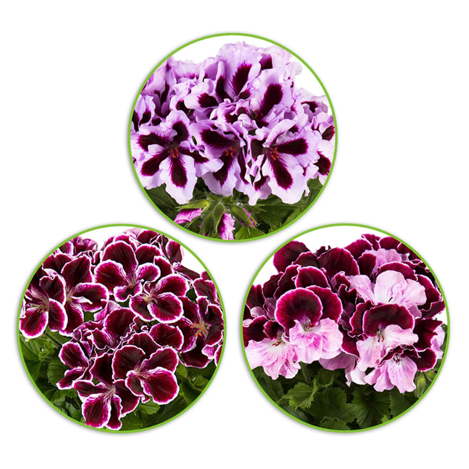 3x Französische Geranie Pelargonium 'Imperial' + 'Jeanette' + 'Patricia' lila-rosa-weiβ - Beetpflanzen