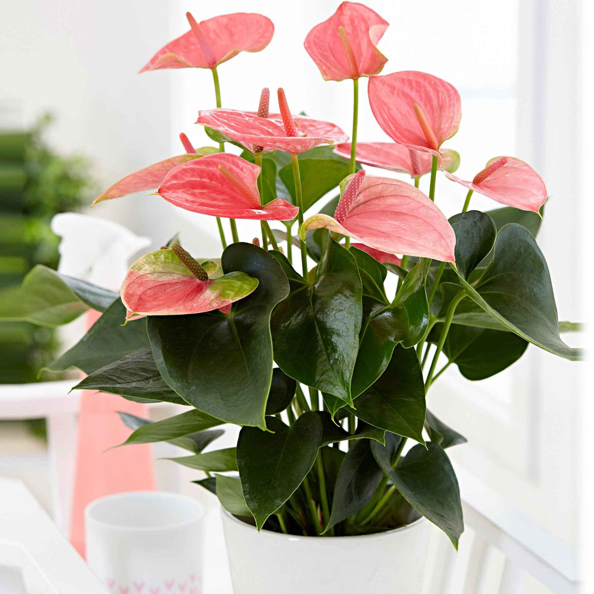 Flamingopflanze Anthurium 'Joli Pink' Rosa - Beliebte blühende Zimmerpflanzen