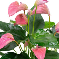 Flamingopflanze Anthurium 'Joli Pink' Rosa - Blühende Zimmerpflanzen