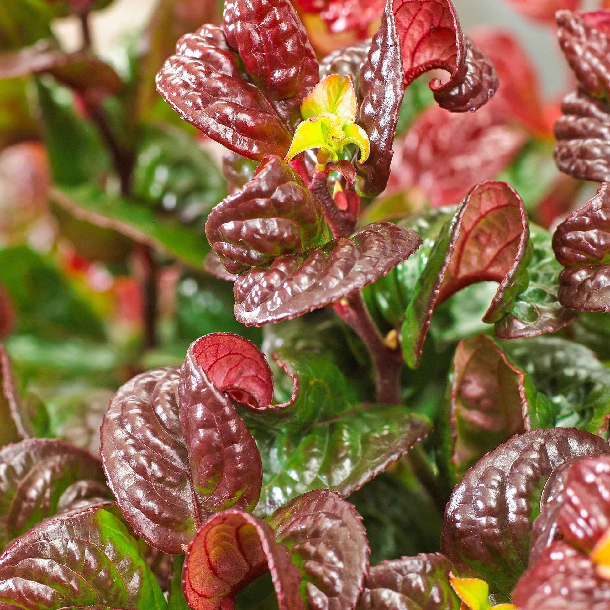 Traubenheide 'Curly Red'® - Winterhart - Pflanzeneigenschaften