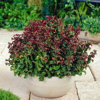 Traubenheide 'Curly Red'® - Winterhart - Gartenpflanzen