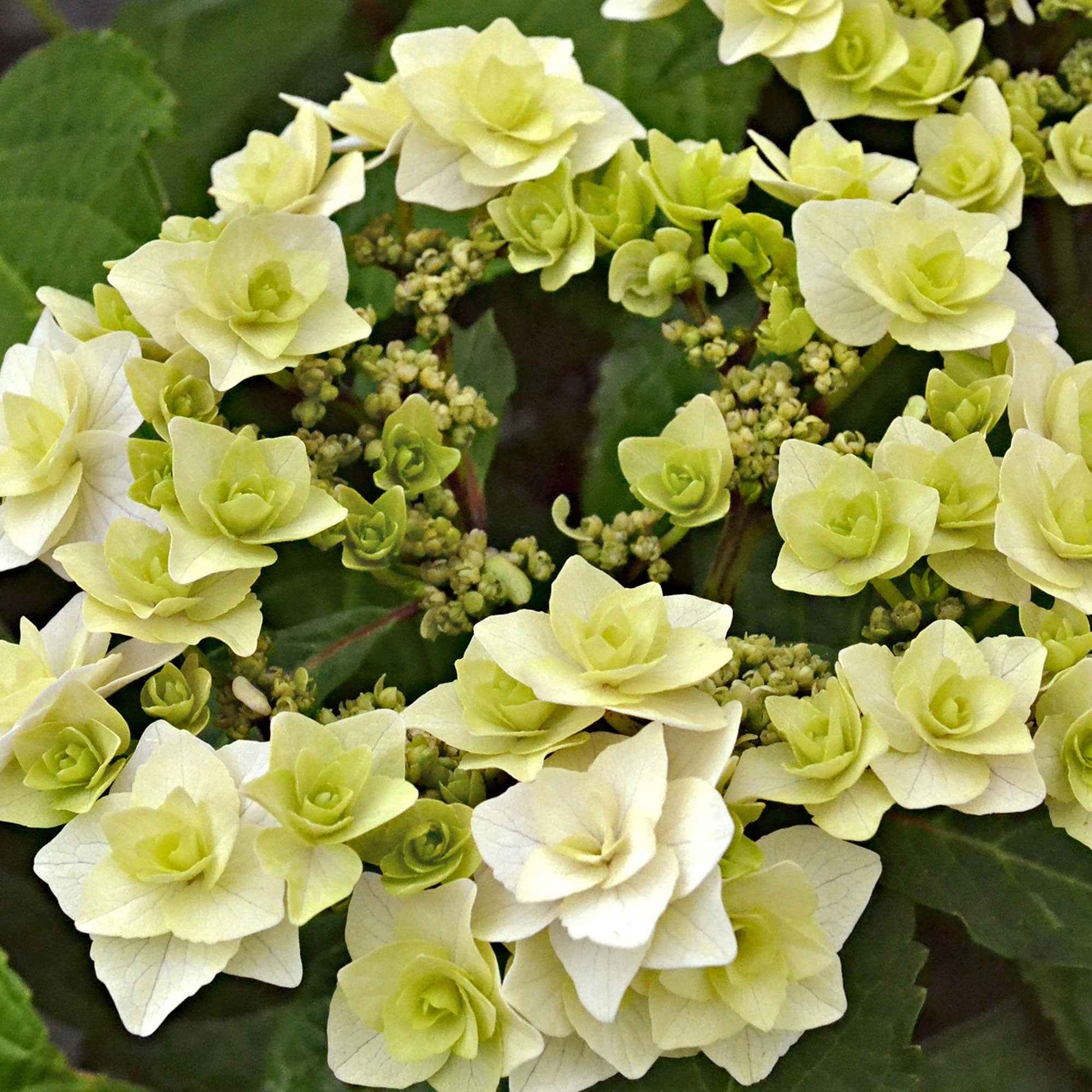 Bauernhortensie Hydrangea 'Doppio Bianco' Weiß - Winterhart - Blühende Gartenpflanzen