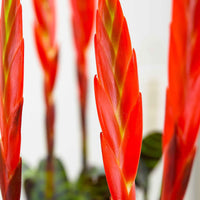 Bromelie Vriesea 'Era' grün-rot inkl. Dekotopf - Beliebte blühende Zimmerpflanzen