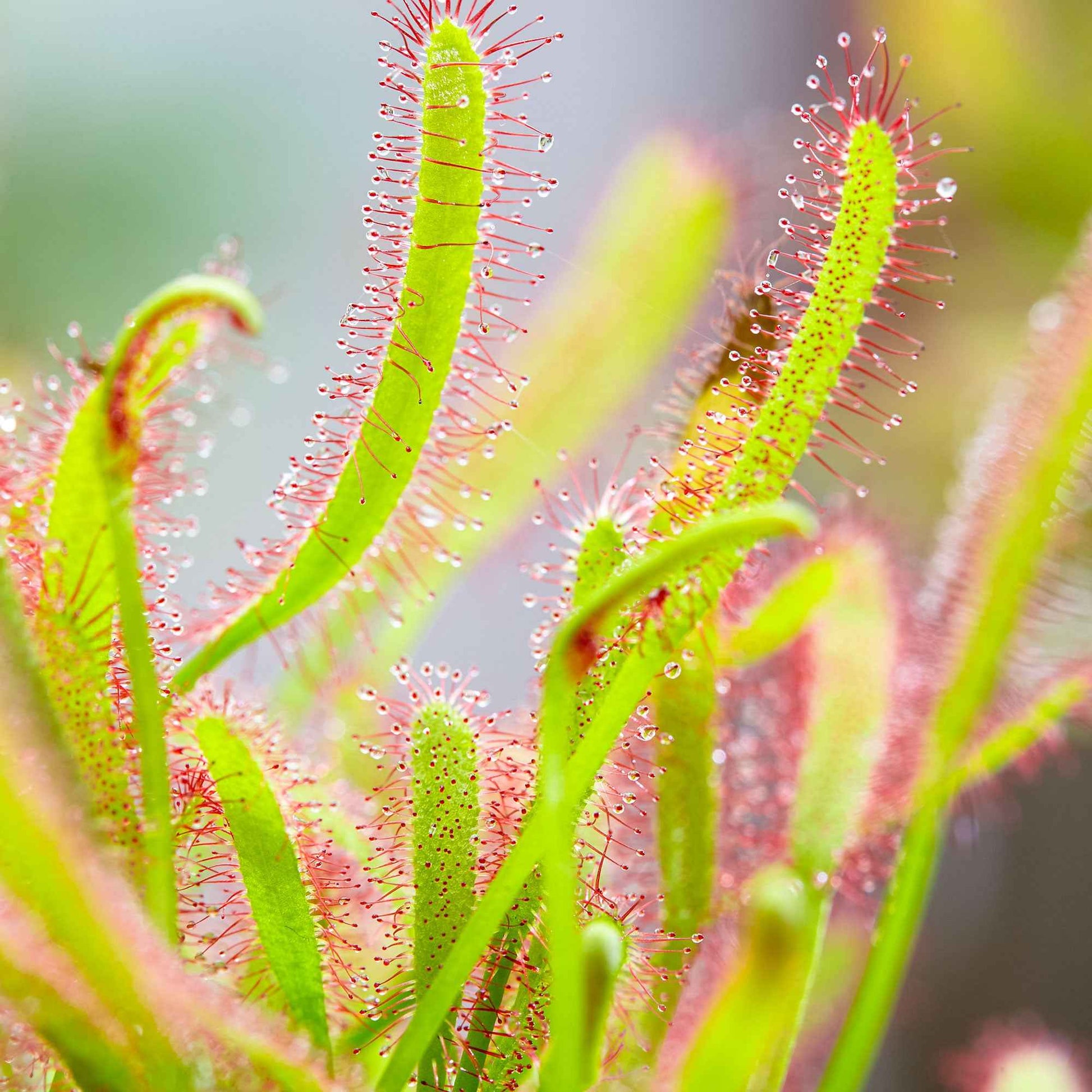 Kap-Sonnentau Drosera capensis - Kleine Zimmerpflanzen