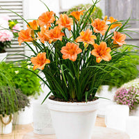 Lilie Hemerocallis 'Pink Wing' lachsfarben-orange - Wurzelnackte Pflanzen - Winterhart - Gartenpflanzen