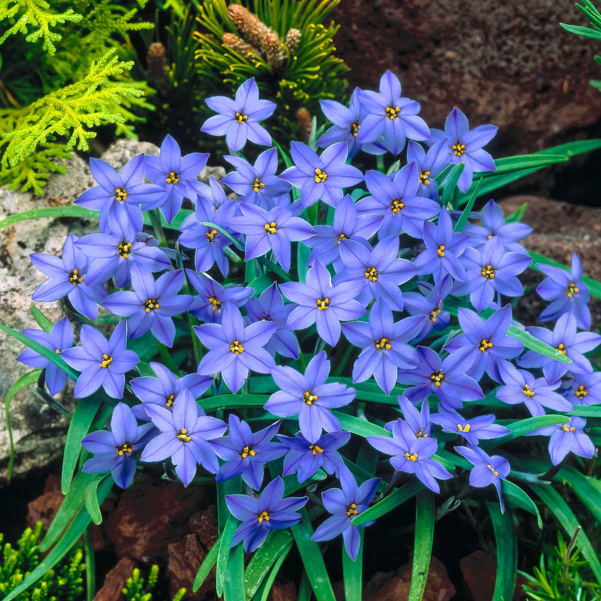 30x Frühlingsstern  Ipheion 'Jessie' blau - Blumenzwiebeln