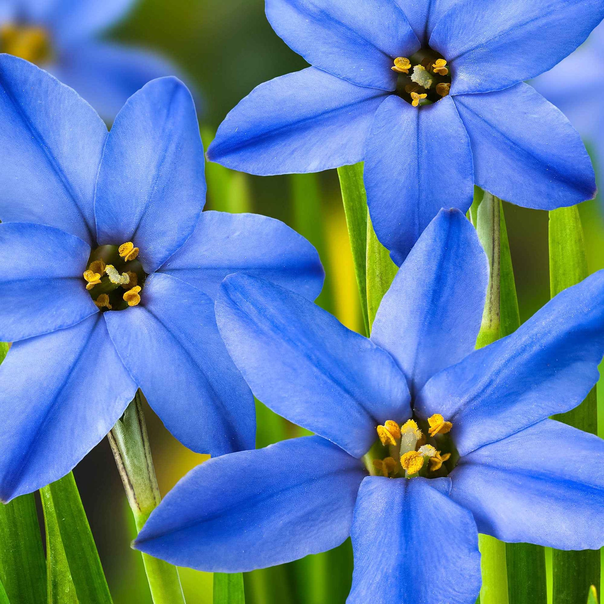 30x Frühlingsstern  Ipheion 'Jessie' blau - Bienen- und schmetterlingsfreundliche Pflanzen