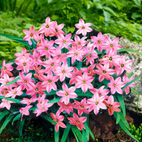 35x Frühlingsstern  Ipheion 'Charlotte Bishop' rosa - Alle Blumenzwiebeln