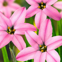 35x Frühlingsstern  Ipheion 'Charlotte Bishop' rosa - Besondere Arten von Blumenzwiebeln