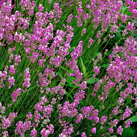 6x Hauswurz Lavandula 'Loddon Pink' rosa - Winterhart - Blühende Gartenpflanzen
