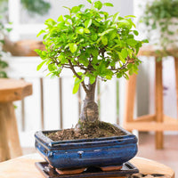 Bonsai Zelkova serrata kugelförmig inkl. Ziertopf, blau - Ficus