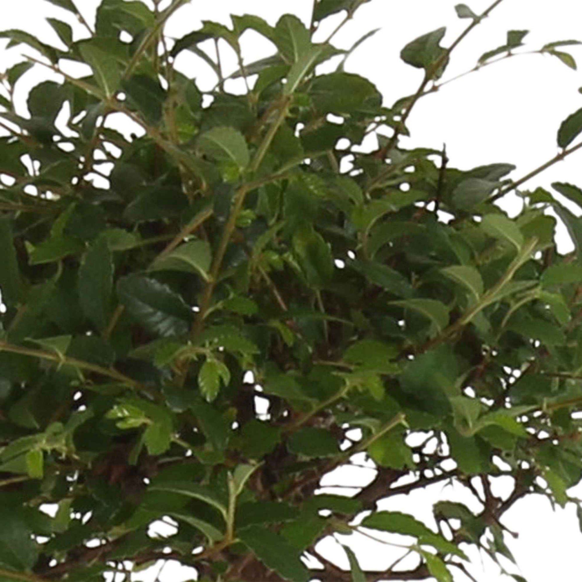 Bonsai Zelkova serrata kugelförmig inkl. Ziertopf, blau - Grüne Zimmerpflanzen