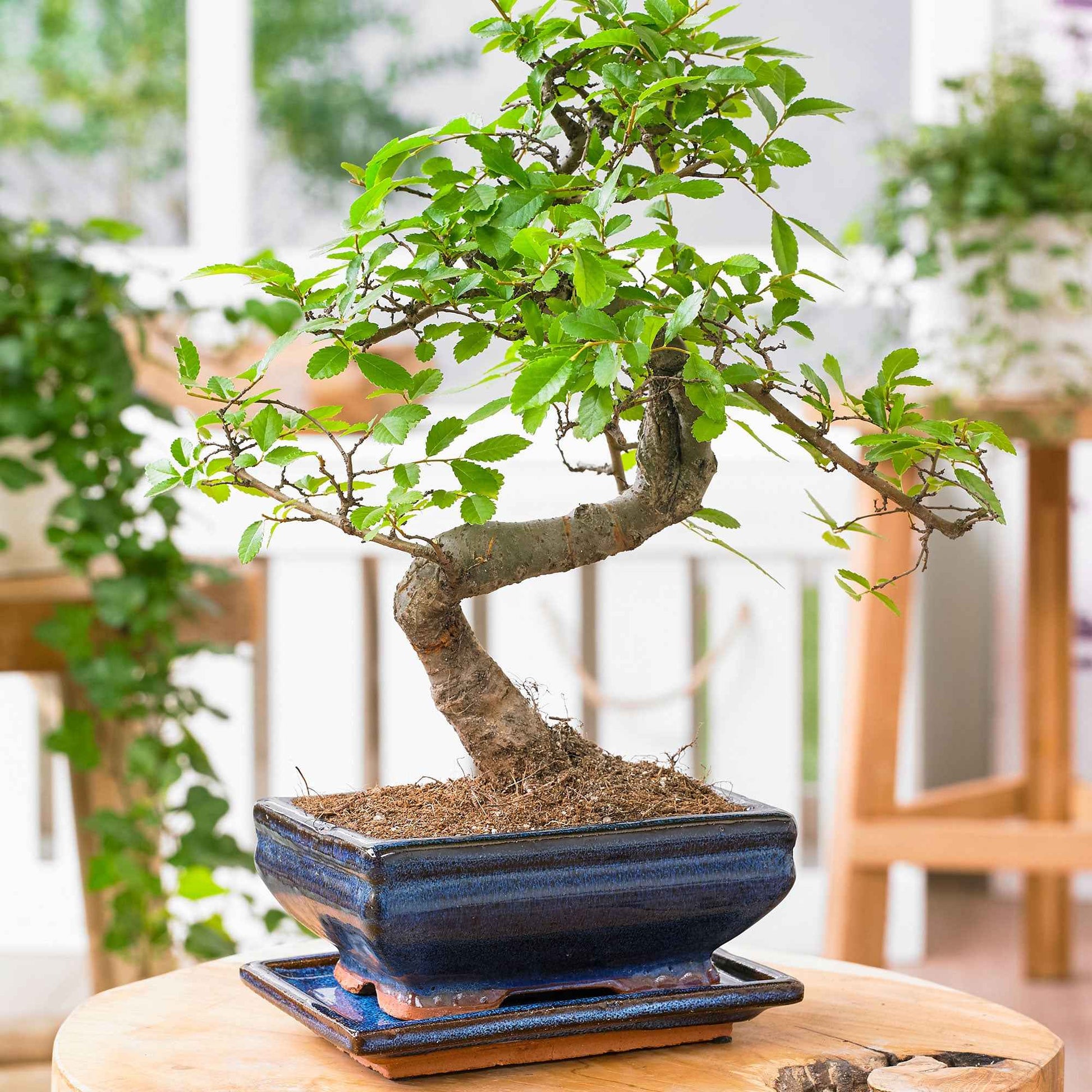 Bonsai Zelkova, S-Form inkl. Ziertopf, blau - Ficus