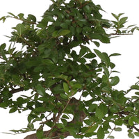 Bonsai Zelkova, S-Form inkl. Ziertopf, blau - Grüne Zimmerpflanzen