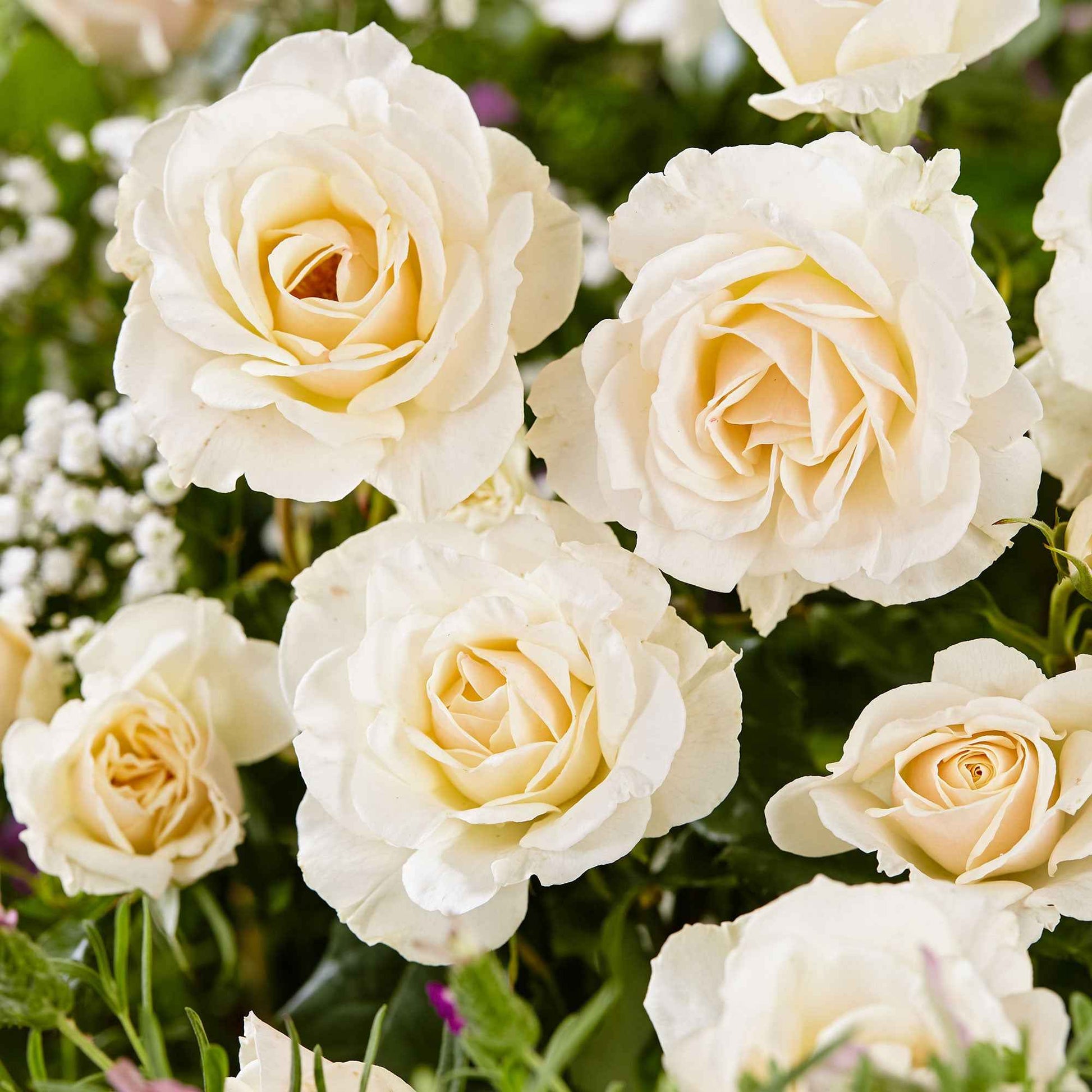 Großblütige Rose 'Rosa'  'True Love'® Weiß  - Wurzelnackte Pflanzen - Winterhart - Gartenpflanzen