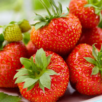 6x Erdbeere Fragaria 'Sonata' - Biologisch im Topf - Erdbeeren