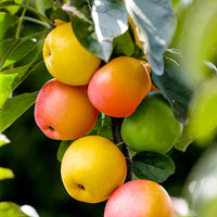 Apfelbaum Malus ‘Sweet Summer‘ - Winterhart - Gemüsegarten