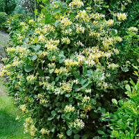 Maibeere Lonicera 'Halliana' gelb-weiβ - Gartenpflanzen
