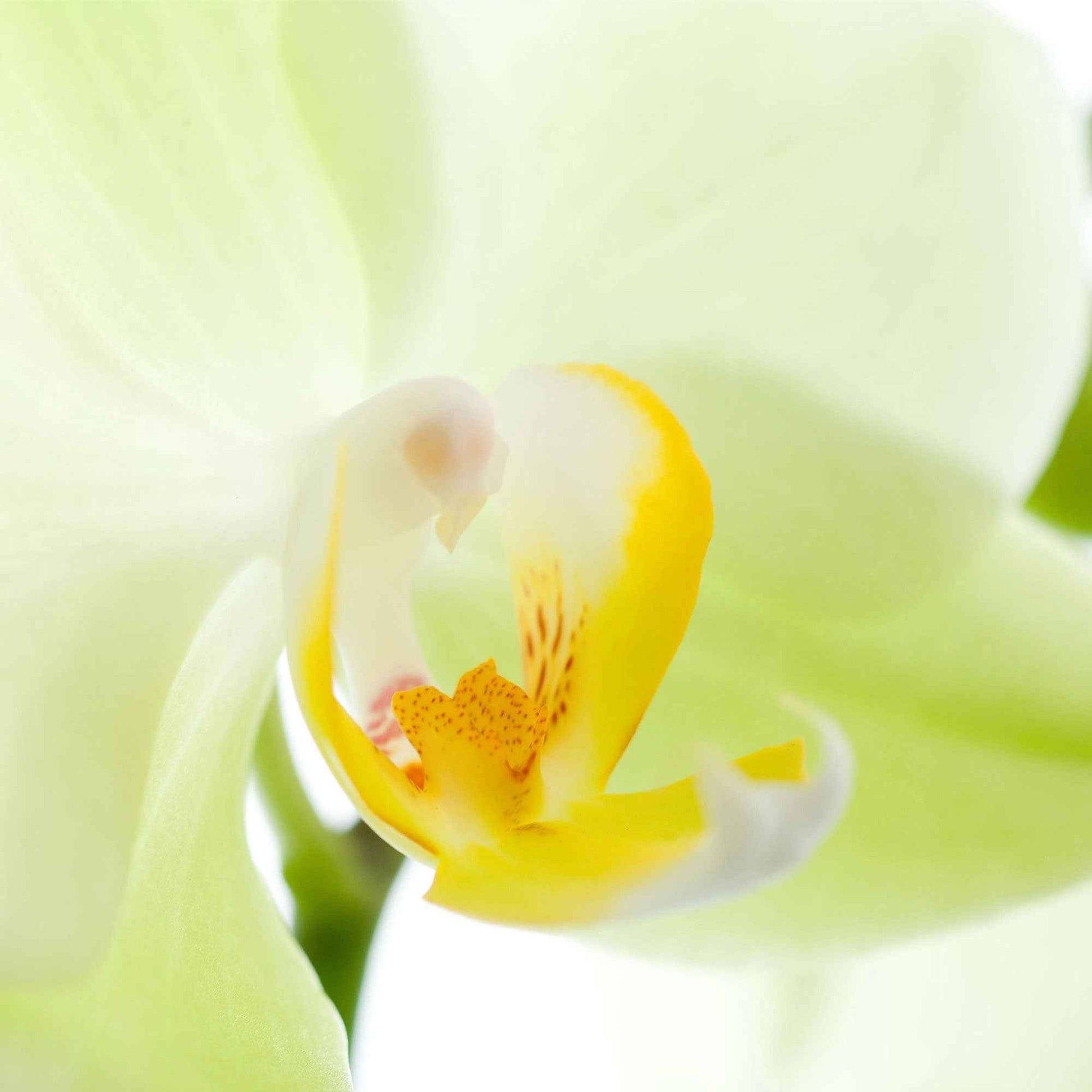 Schmetterlings Orchidee Phalaenopsis 'Cali' Weiß-Gelb - Kleine Zimmerpflanzen