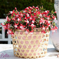 3x Fuchsia 'Evita' rot-weiβ - Balkonpflanzen