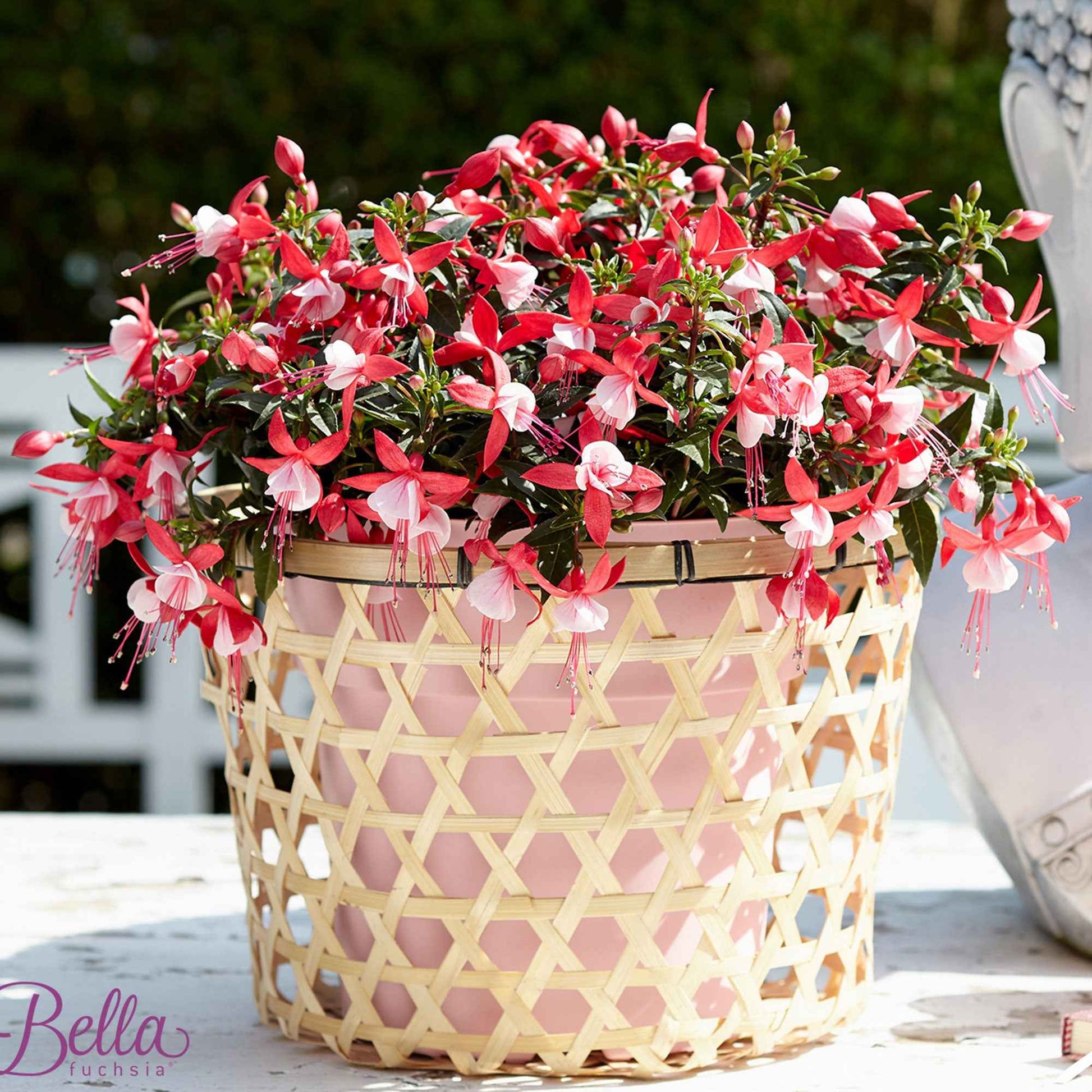 3x Fuchsia 'Evita' rot-weiβ - Beetpflanzen