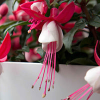 3x Fuchsia 'Evita' rot-weiβ - Blühende Gartenpflanzen