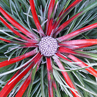 Gartenbromelie Fascicularia 'Bicolor'  Grün-Rot - Winterhart - Winterharte Pflanzen