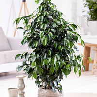 Birkenfeige Ficus benjamina 'Danielle' inkl. Ziertopf, schwarz - Beliebte Zimmerpflanzen