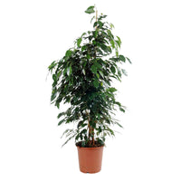 Birkenfeige Ficus benjamina 'Daniëlle' - Große Zimmerpflanzen