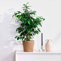 Birkenfeige Ficus benjamina 'Daniëlle' - Beliebte grüne Zimmerpflanzen