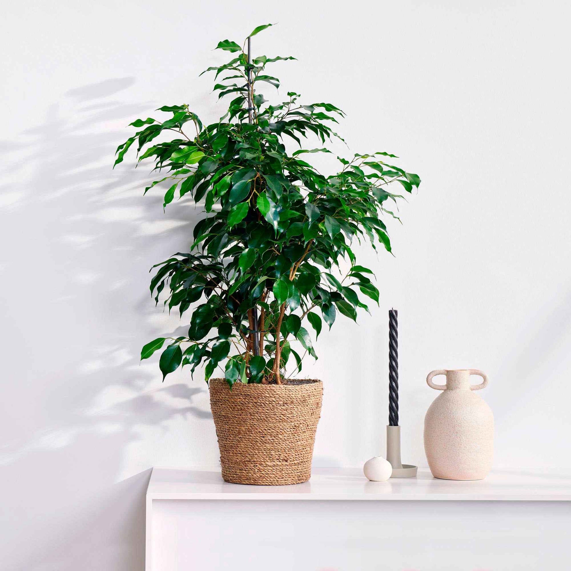 Birkenfeige Ficus benjamina 'Daniëlle' - Beliebte Zimmerpflanzen