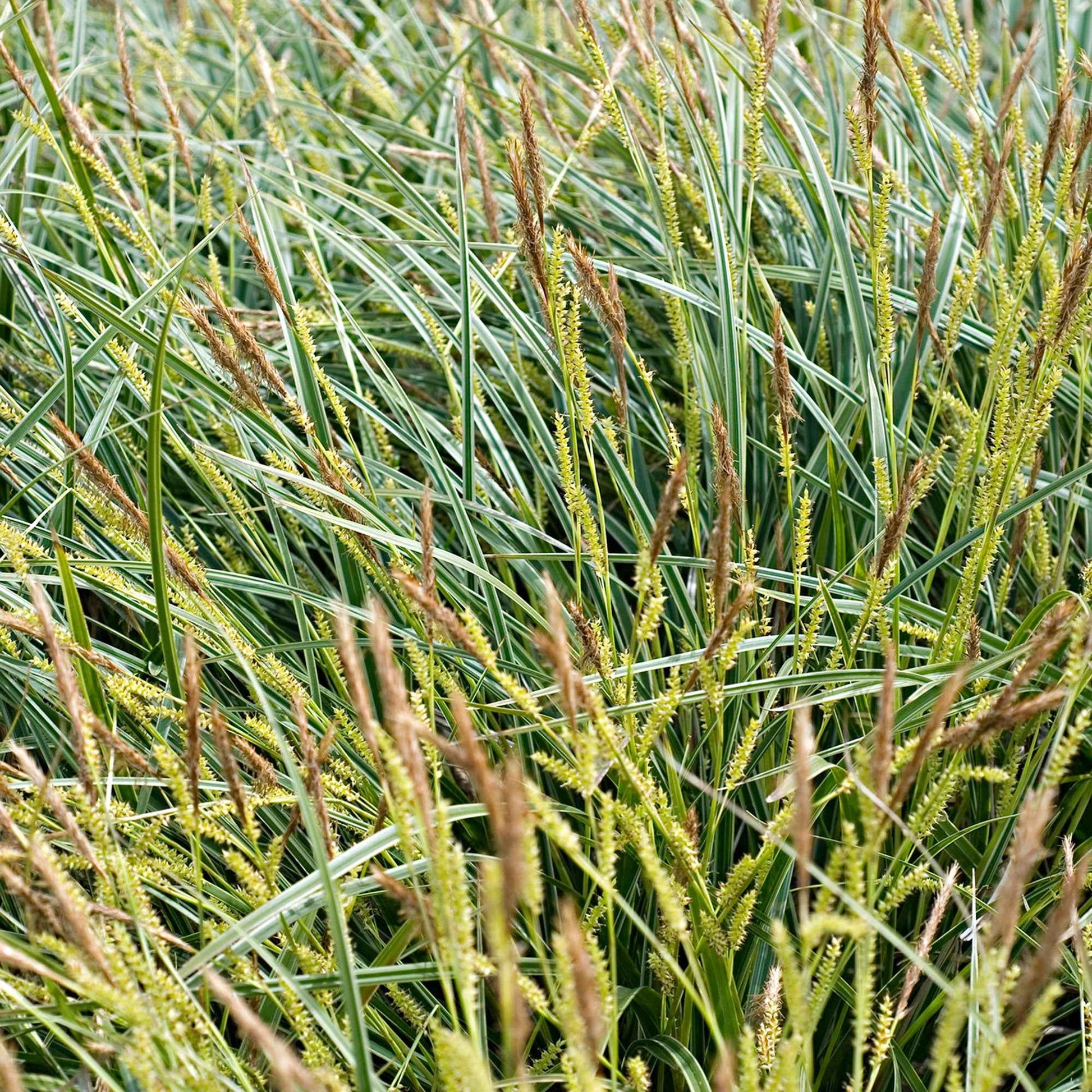 Segge Carex 'Ice Dance' gelb-grün - Winterhart - Immergrüne Gartenpflanzen