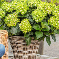 Bauernhortensie Hydrangea 'Vibrant Verde' Grün-Rosa - Winterhart - Blühende Gartenpflanzen