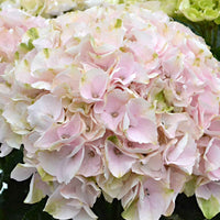 Bauernhortensie Hydrangea 'Elegant Rose' Rosa - Winterhart - Blühende Sträucher