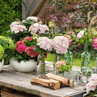 Bauernhortensie Hydrangea 'Elegant Rose' Rosa - Winterhart - Blühende Gartenpflanzen