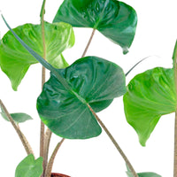 Elefantenohr Alocasia 'Stingray' - Beliebte Zimmerpflanzen