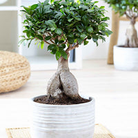 Bonsai Ficus 'Ginseng' inkl. Betontopf - Alle Pflanzen mit Topf