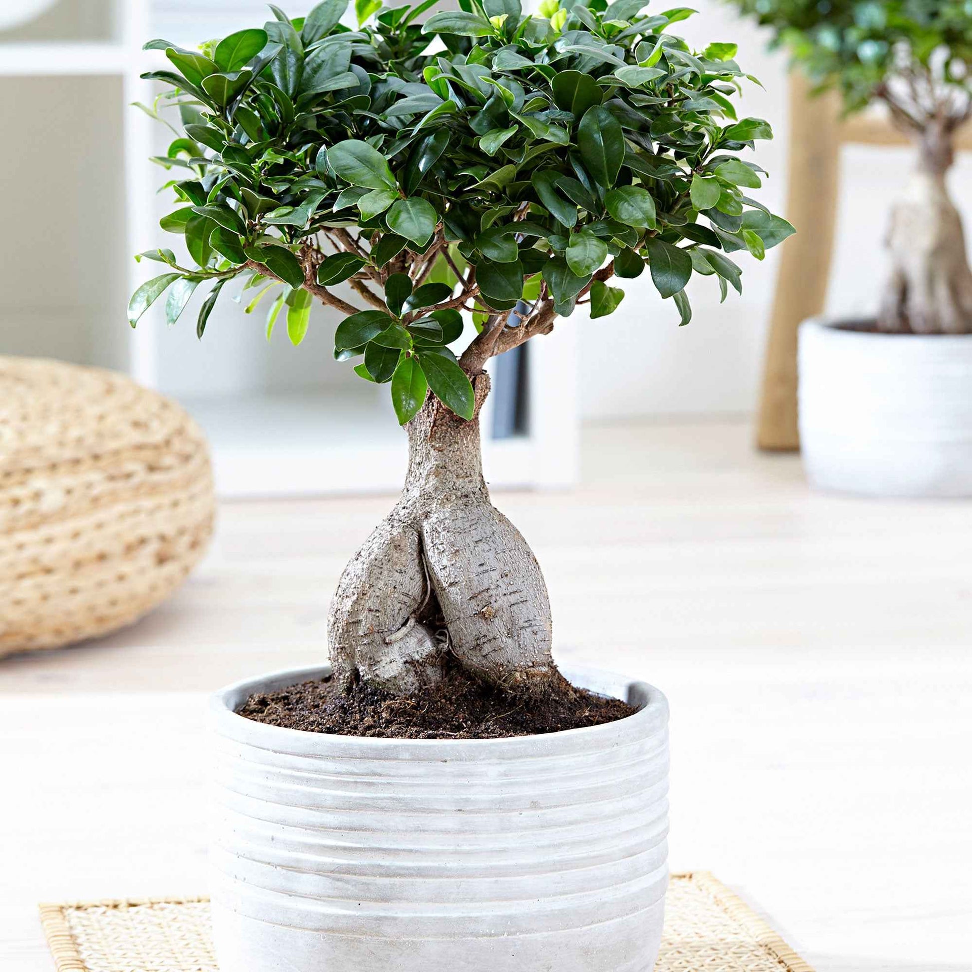 Bonsai Ficus 'Ginseng' inkl. Betontopf - Grüne Zimmerpflanzen