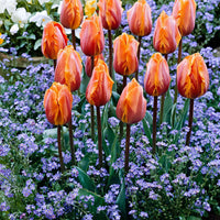 15x Triumph Tulpen - Alle Blumenzwiebeln