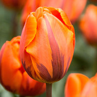 15x Triumph Tulpen - Alle beliebten Blumenzwiebeln